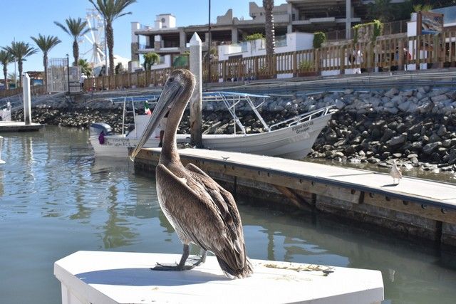 Brown pelican perched on a dock post in a marina