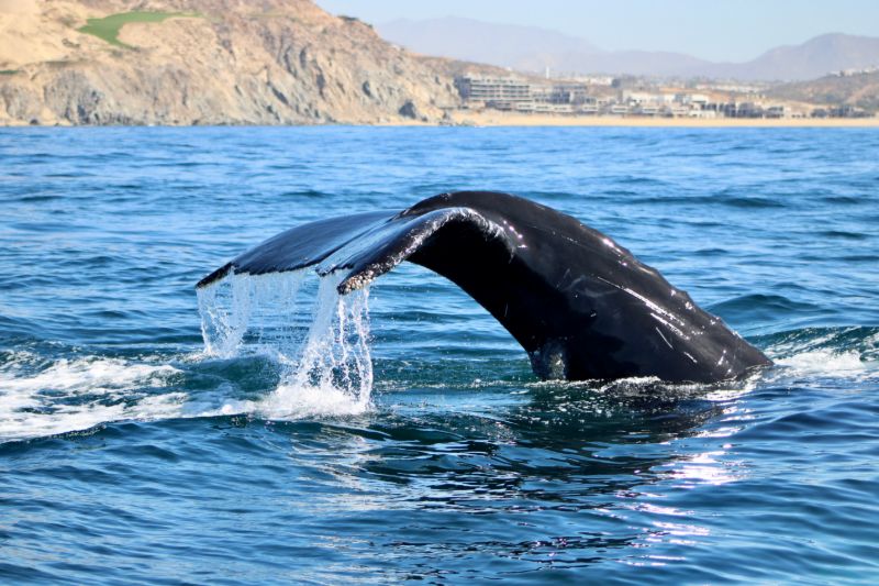 Humpback whale tail lifting out of the water off the Los Cabos coast