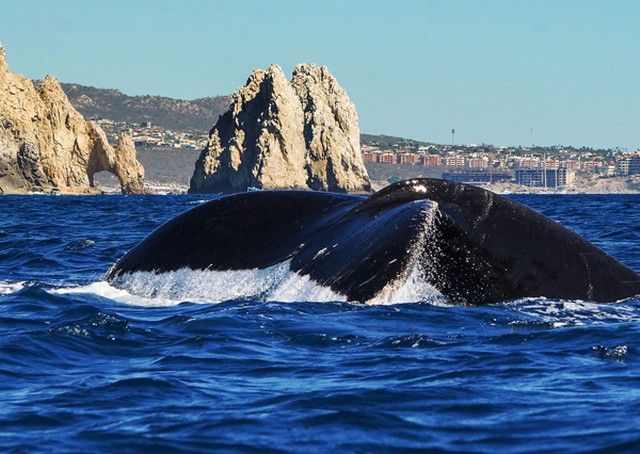 Humpback whale surfacing in front of the rocks of Land's End
